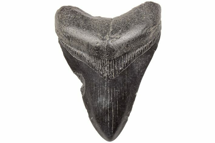 3.33" Fossil Megalodon Tooth - South Carolina